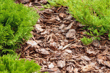 Dwarf Hinoki Cypress on a wooden sawdust.