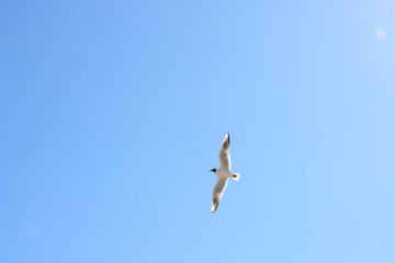Sky bird