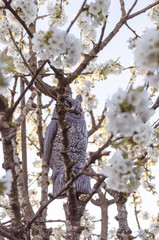 Fake owl in cherry tree