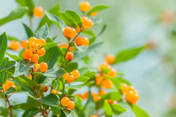 Honeysuckle orange berries