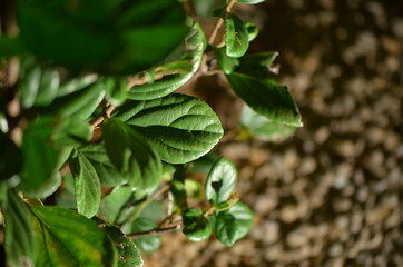Leaf3