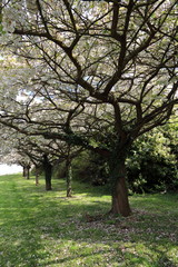 Fototapeta premium Paisible !