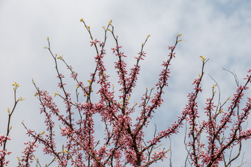 Flowers bloom in the spring in trees