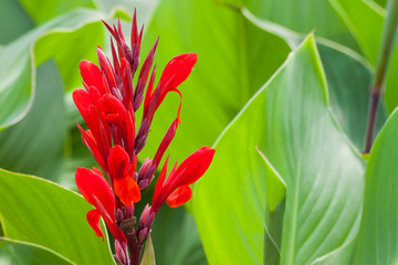 Red canna lilly flower on a green background. - obrazy, fototapety, plakaty
