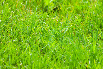 Green grass with drops of water after the rain.