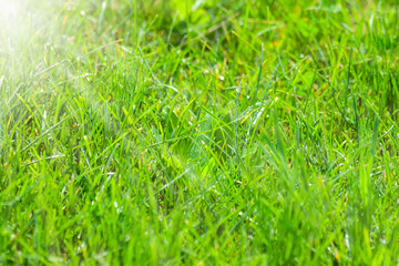 Green grass with drops of water after the rain. Sunlight from the left.