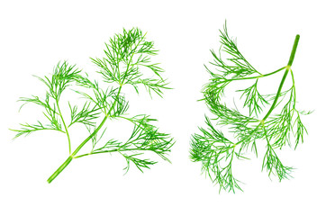 Fresh dill leaves on a white background