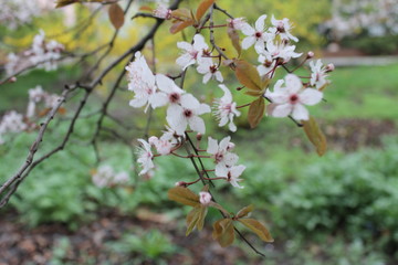 tree