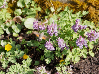 Moro-sphinx (Macroglossum stellatarum) butinant en vol stationnaire sur des fleurs de corydales