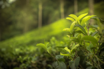 Tea crop leaves lush foliage background  