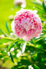 beautifully landscaped garden. Peonies blossom