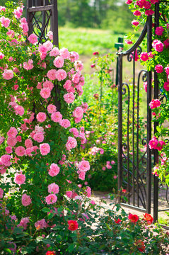 Roses In The Garden