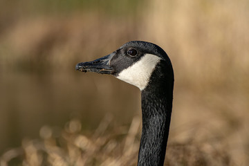 Portrait of Canada Goose (Branta canadensis)