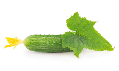 Tomatoes red on a green branch, white background