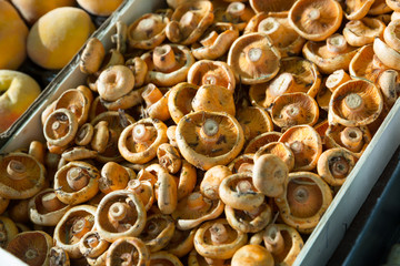 Obraz na płótnie Canvas Close up view champignons