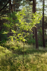 Rowan tree backlit by the sun. Sorbus aucuparia tree growing in pine forest. Pomerania, Poland.