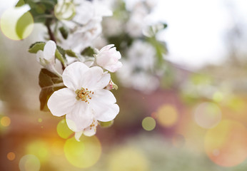 Fototapeta na wymiar Beautiful flowers of the blossoming apple tree in the spring time