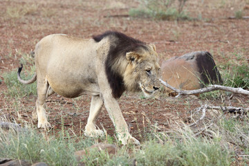 Afrikanischer Löwe / African Lion / Panthera Leo.