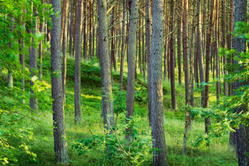 Summer pinewood. Scots or Scotch pine Pinus sylvestris trees in evergreen coniferous forest. Pomerania, Poland.