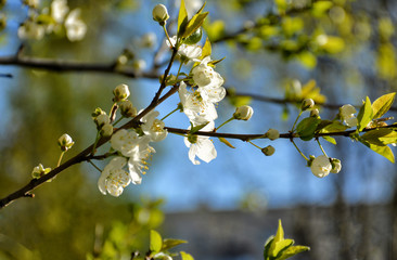 Flowering fruit trees on a city street in St. Petersburg.