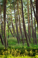 Fototapeta na wymiar Summer pinewood. Scots or Scotch pine Pinus sylvestris trees in evergreen coniferous forest. Pomerania, Poland.