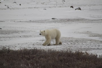 Polar Bear walking in the Wild