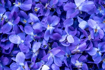 Fotobehang Flower Background - macro image of spring violet flowers © Lubos Chlubny