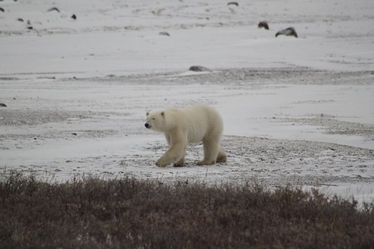 Polar Bear walking in the Wild