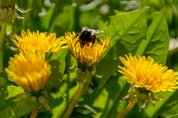 Blooming dandelion in a meadow with a bumblebee collecting nectar.