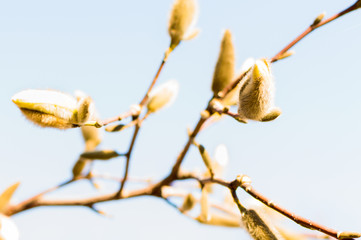 Springtime - tree bud and the blue sky.
