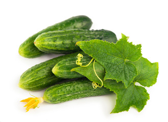 Tomatoes red on a green branch, white background