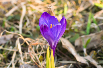 Purple violet crocus - first spring flower. Floral background.