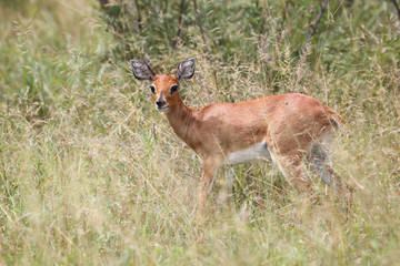 Afrikanischer Steinbock / Steenbok / Raphicerus campestris