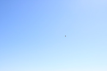 Bird sky