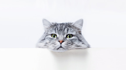 Funny large longhair gray tabby cute kitten with beautiful big blue eyes lying on white table. Pets and lifestyle concept. Lovely fluffy cat. Free space for text.