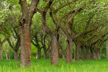 Cherry orchard. Tree trunk cherry in a row. Cherry trees alley