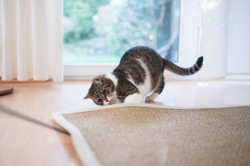 tabby white british shorthair cat searching for cat's tyo under the sisal carpet