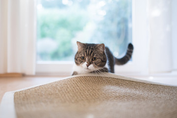 tabby white british shorthair cat searching for cat's tyo under the sisal carpet - obrazy, fototapety, plakaty