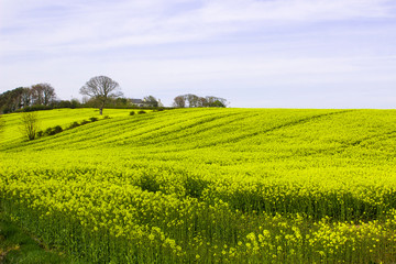 A field of oil seed Rape in flower in a County Down field