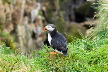 Atlantic puffin from Borgarfjordur fjord, east Iceland