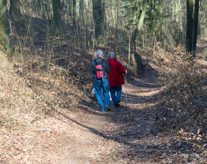 Naklejka premium two senior people couple walking on trip in spring forest with blooming blue liverwort or kidneywort flower and beech and coniferous trees.