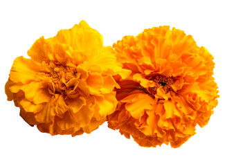 marigold flowers isolated
