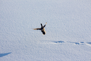Duck on ice in the snow