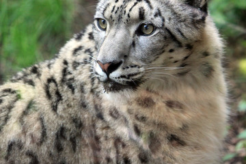 Snow Leopard