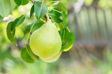 Ripe pear on the branch, close up image. Pear fruit on the tree in the fruit garden