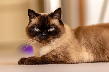 Blue-eyed siamese cat laying on the floor