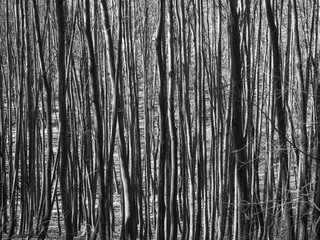 Trunks of young beech trees, black and white natural pattern background