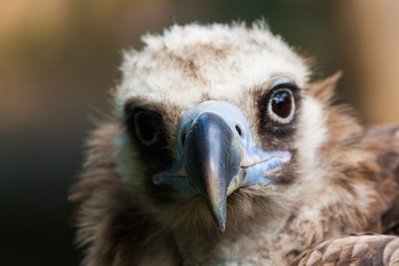 Mönchsgeier (Aegypius monachus)