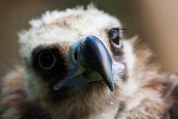 Mönchsgeier (Aegypius monachus)
