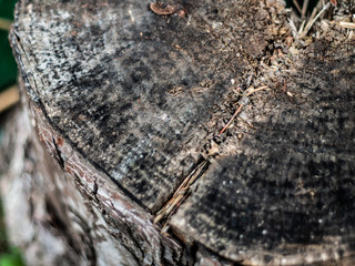 Grunge wooden background. Design element for poster, card, banner.